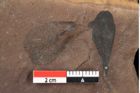 Foto (Detailansicht) von Sclerotium sapotacitidis Ettingshausen (NHMW-GEO-2024-0188-0091)